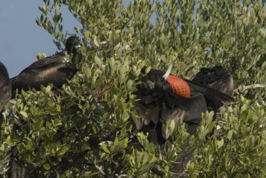 Mexico, Isla Contoy, Frigatebird in the National Park clipart