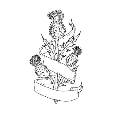 Drawing sketch style illustration of a Scottish thistle with ribbon or scroll wrap around on isolated white background. clipart