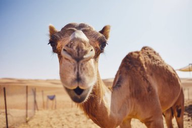 Close-up view of curious camel against sand dunes of desert, Sultanate of Oman.   clipart