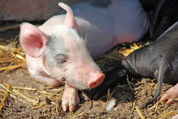 Maiali Giocano Dormono Iarda Fattoria Suinetti Rosa Crogiolarsi Sole Dormire — Foto Stock