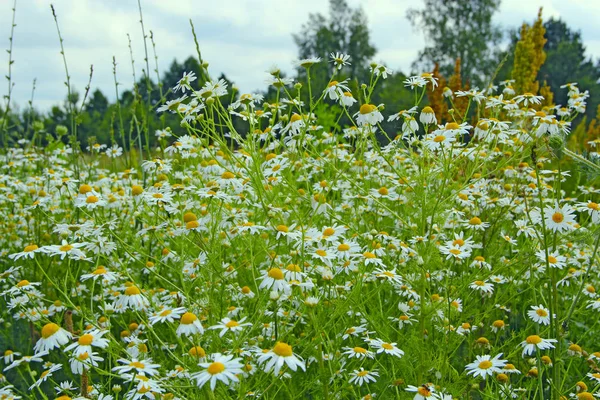 stock image chamomile filed flowers, summer flora