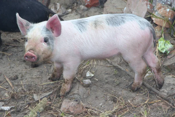 Suinetti Che Giocano Corrono Allegri Nel Cortile Della Fattoria Porci — Foto Stock