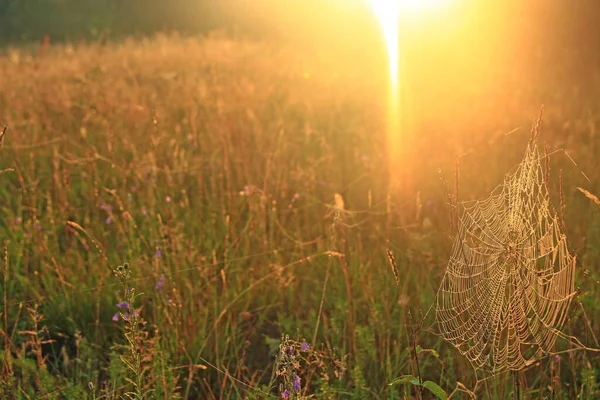 Großes Spinnennetz Zwischen Klingen Auf Dem Feld Sonnenlicht Der Morgendämmerung — Stockfoto