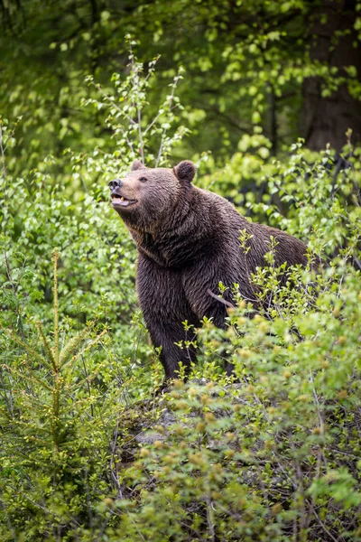 Medvěd Hnědý Ursus Arctos — Stock fotografie