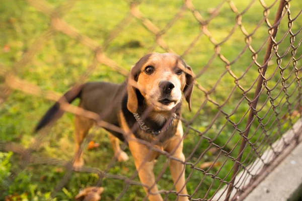 Cute guard dog behind fence, barking, checking you out