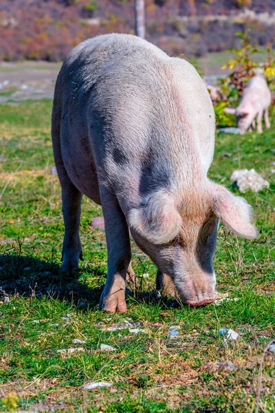 Freely Grazing Pig Traditional Organic Farm — Stock Photo, Image