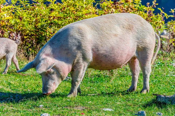 在传统的有机农场自由放牧猪 — 图库照片