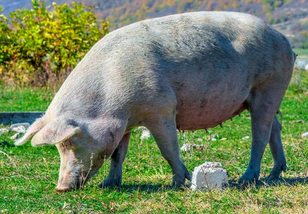 Freely Grazing Pig Traditional Organic Farm — Stock Photo, Image