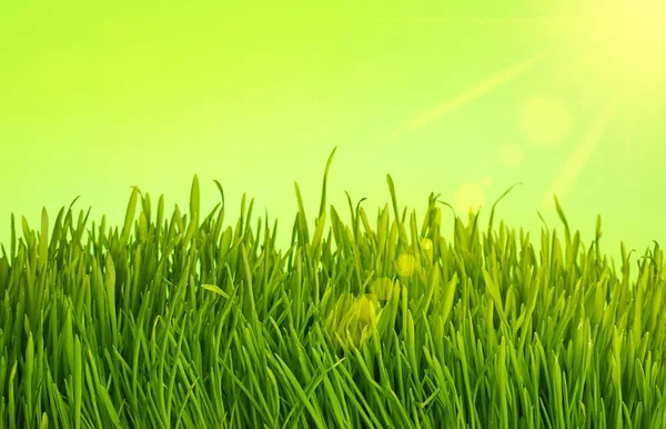 Cerca Hierba Fresca Primavera Creciendo Sobre Fondo Verde Con Sol — Foto de Stock
