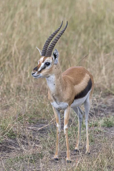 Western Thomson Gazelle Eudorcas Nasalis Masai Mara Narok County Kenya — стоковое фото