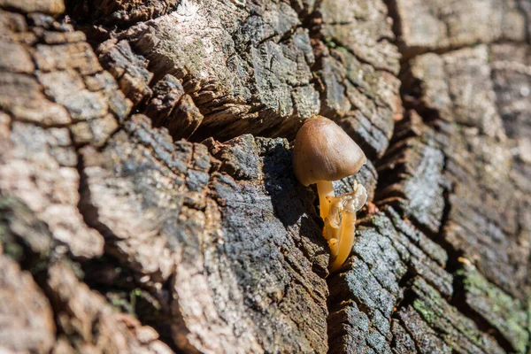 Ein Kleiner Pilz Tauchte Spätherbst Aus Einem Alten Baumstumpf Auf — Stockfoto