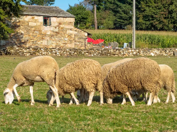 Grazing Sheep Ventas Naron Galicia España — Foto de Stock