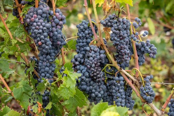 Viñedos Champán Zona Cote Des Bar Del Departamento Aube Francia — Foto de Stock