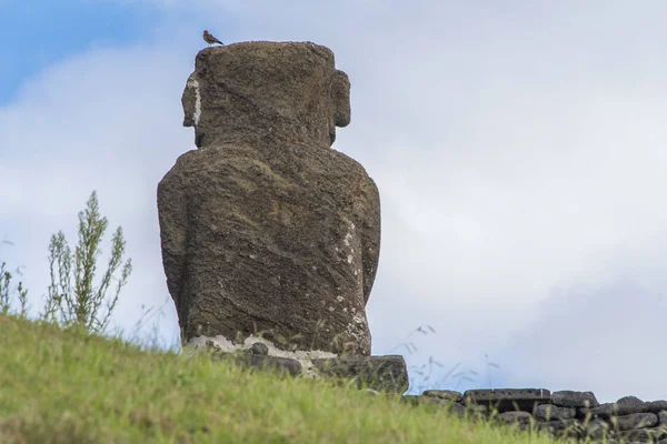 Baksidan Isolerade Moai Anakena Beach Med Fågel — Stockfoto