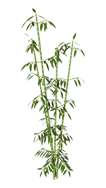 Beyaz Arkaplanda Izole Edilmiş Yeşil Bambu Ağaçlarının Boyutlu Görüntülenmesi — Stok fotoğraf