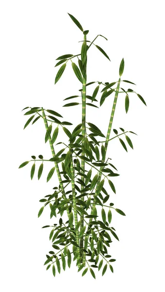 白い背景に孤立した緑の竹の3Dレンダリング — ストック写真