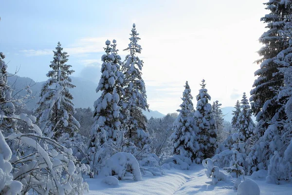 Veel Besneeuwde Bomen Het Winterlandschap Bavaria — Stockfoto