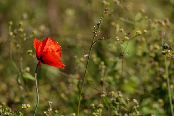 绿色草甸背景上的一朵红罂粟花的顶部视图 — 图库照片