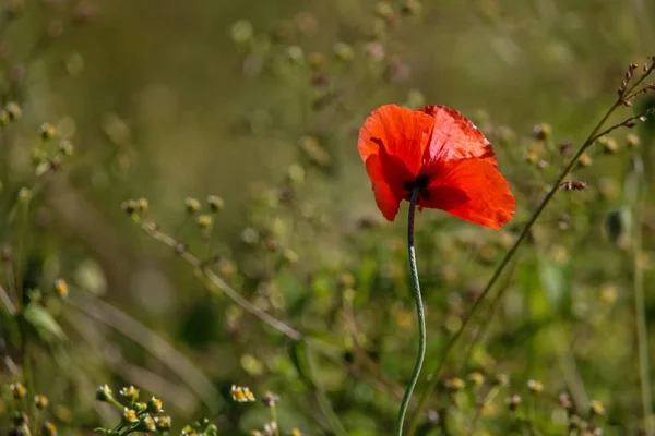 Κάτοψη Ενός Κόκκινου Λουλουδιού Παπαρούνας Φόντο Πράσινου Λιβαδιού — Φωτογραφία Αρχείου