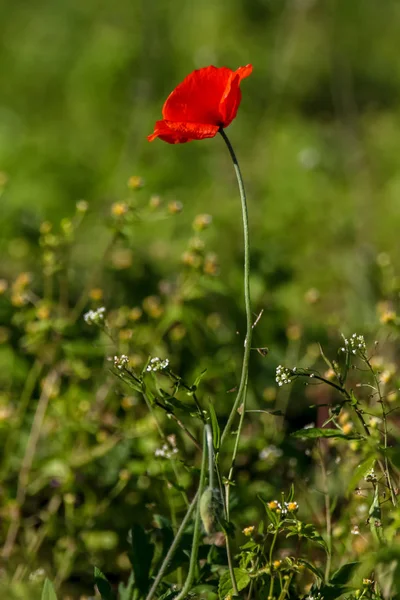 Vista Superior Uma Flor Papoula Vermelha Fundo Prado Verde — Fotografia de Stock
