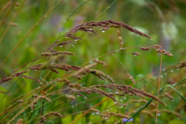 Närbild Färskt Tjockt Gräs Med Vattendroppar Efter Regnet Daggdroppar Grönt — Stockfoto