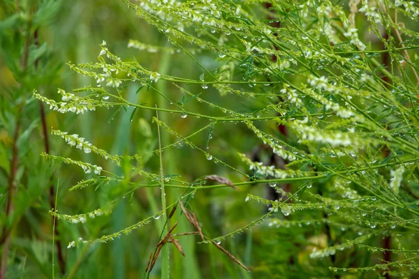 雨の後に水を滴で新鮮な厚草の閉じます 雨の中で野生の花 ラトビアの緑の草の上に露が落ちる 湿った草の背景 — ストック写真