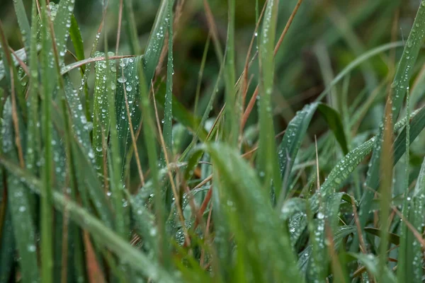 Eső Után Friss Sűrű Vízcseppek Közelsége Zöldfűre Cseppek Lettországban Nedves — Stock Fotó