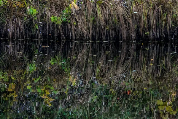 Reflektioner Gräs Vattenytan Floden Bakgrund Gräs Och Flod Vilt Gräs — Stockfoto