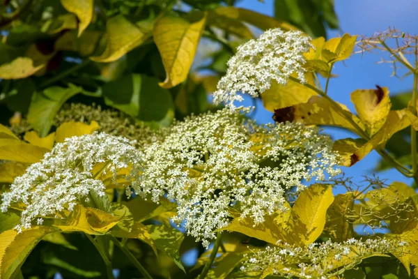 Vita Blommor Kronblad Vår Sommar Flora — Stockfoto