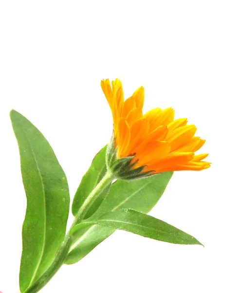 Marigold Calendula Officinalis Izolált Fehér — Stock Fotó