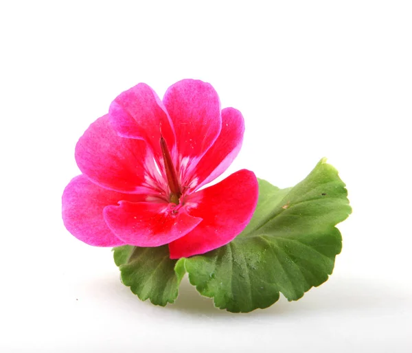 Geranium Pelargonium Flowers Isolated White Background — Stock Photo, Image