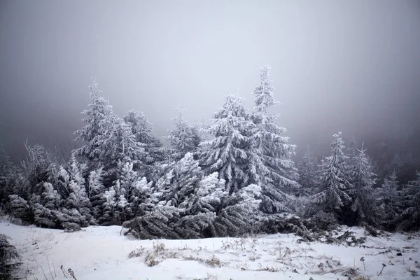 圣诞节和新年背景与冬天树在山覆盖以新鲜的雪魔术假日背景 — 图库照片