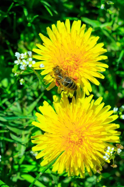 Paardebloem Met Drukke Bijen — Stockfoto