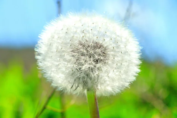 Beautiful View Natural Dandelion Flower — Stock Photo, Image