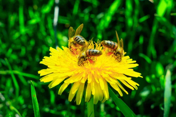 Одуванчик Занятыми Пчёлами — стоковое фото
