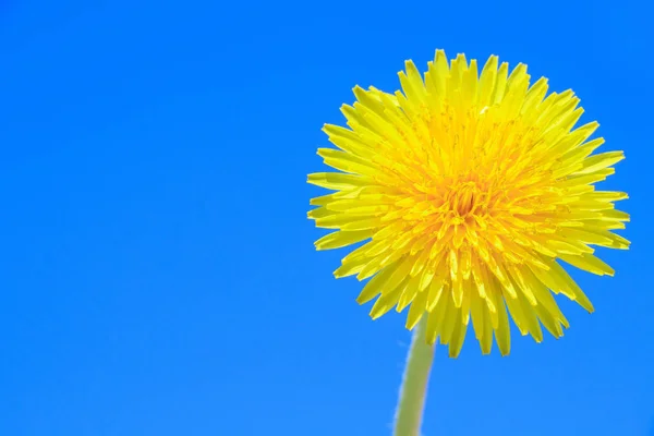 Dandelions Frente Céu Azul — Fotografia de Stock