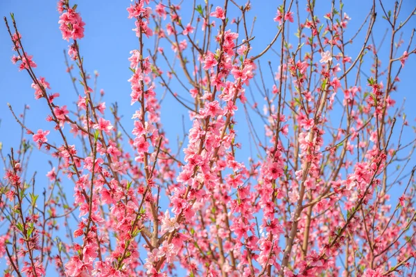 Belles Fleurs Pêcher — Photo