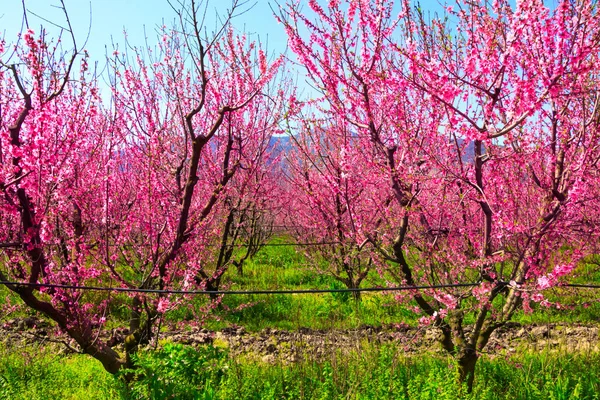 Vackra Blommor Från Persikoträdet — Stockfoto
