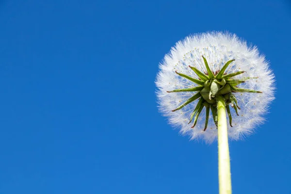 天然のタンポポの花の美しい景色 — ストック写真