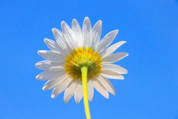 Kamille Feilte Blüten Sommerflora — Stockfoto
