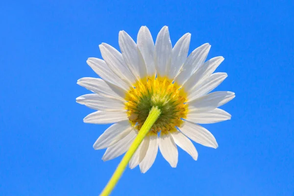 Kamille Ingediend Bloemen Zomer Flora — Stockfoto