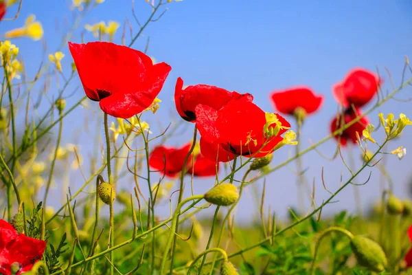 Amapolas Rojas Sobre Fondo Natural — Foto de Stock