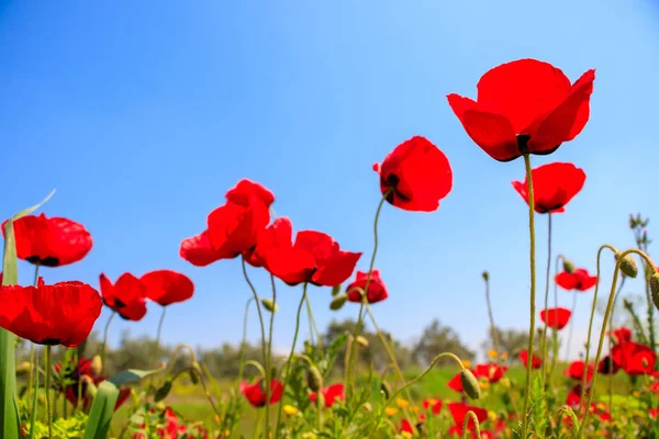 Amapolas Rojas Sobre Fondo Natural — Foto de Stock