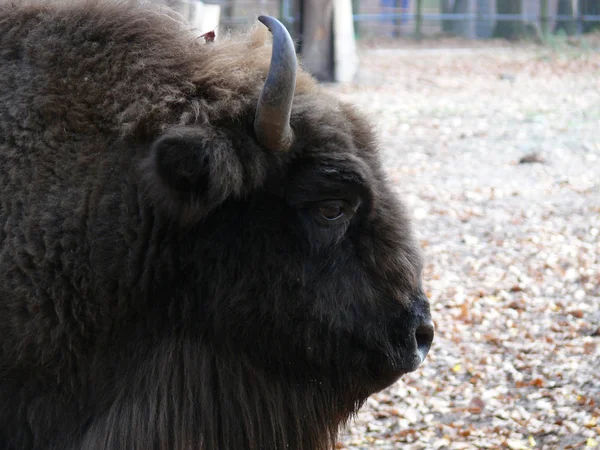 Profil Bison Dans Parc — Photo