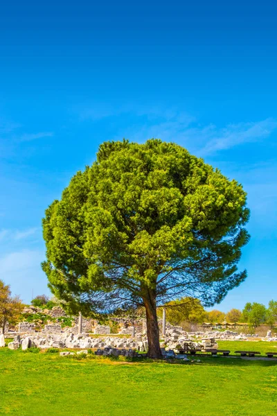 Schöner Riesenbaum Unter Einem Leuchtenden Stern — Stockfoto