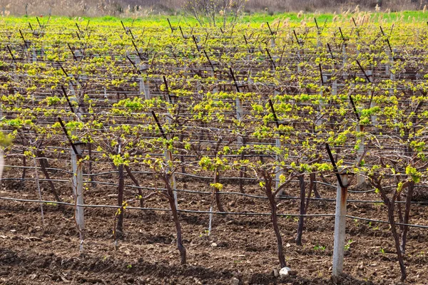 Vineyard Spring — Stock Photo, Image