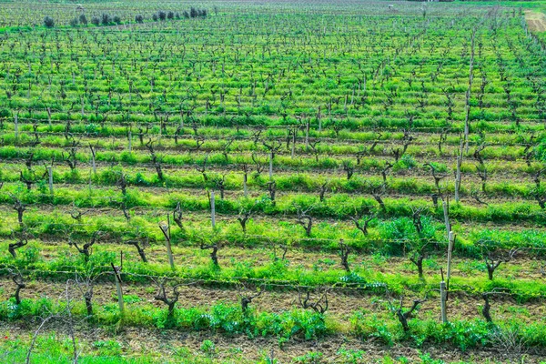 Vinha Primavera — Fotografia de Stock