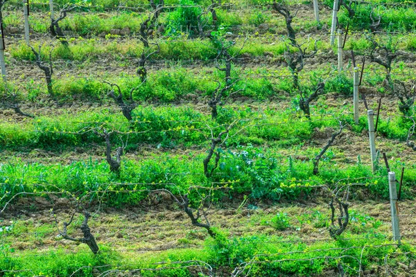 Виноградник Весной — стоковое фото