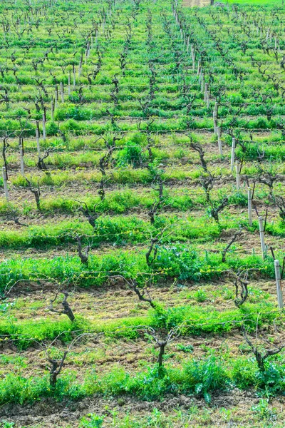 Vignoble Printemps — Photo