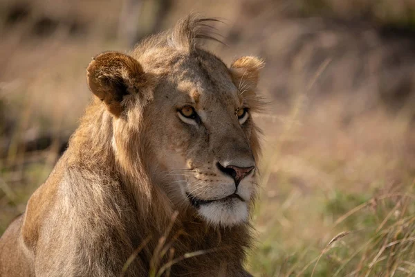 Nahaufnahme Eines Männlichen Löwen Langen Gras — Stockfoto